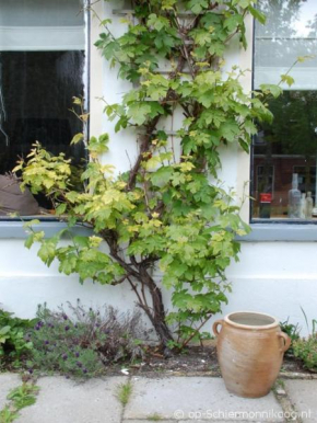  De Salon op Schiermonnikoog  Схирмонниког